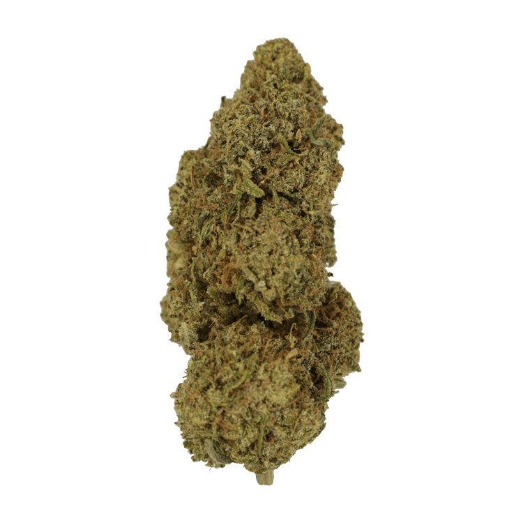 9lb Hammer | BC Weed Edible Canada 9lb Hammer | BC Weed Edible Canada