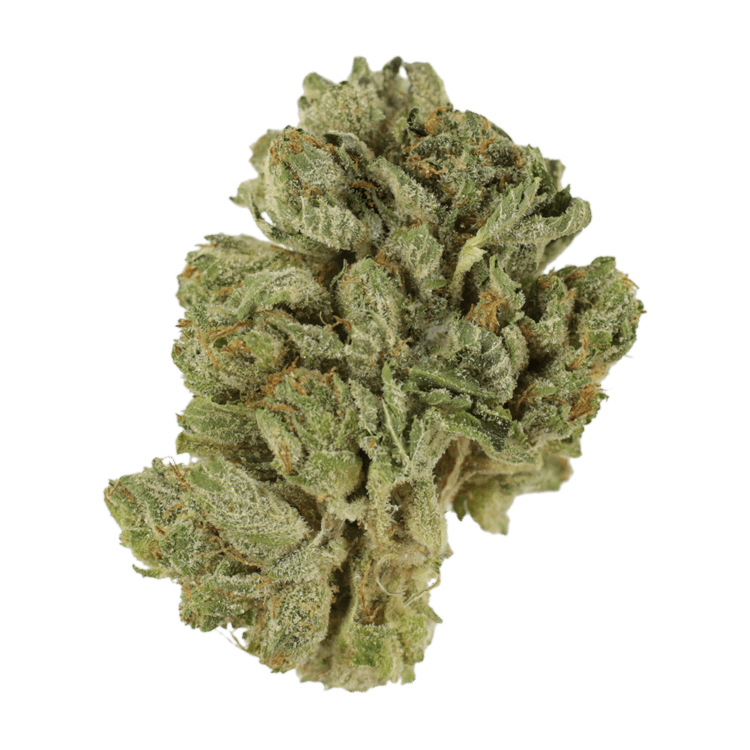 Northern Wonder | BC Weed Edible Canada Northern Wonder | BC Weed Edible Canada